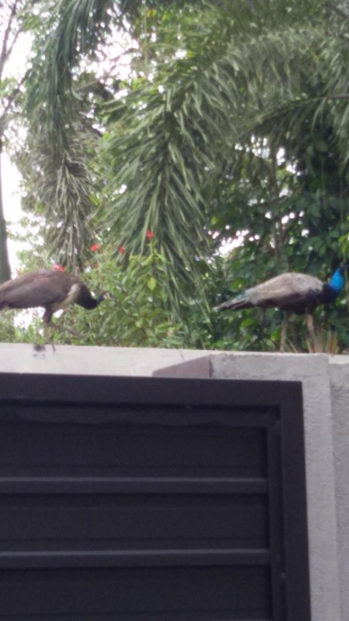 Vero Homestay Galle- Your Home Away From Home! エクステリア 写真